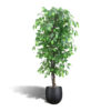 Kunst ficus vijgenboom