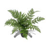Kunst krulvaren groen