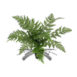 Kunstplant krulvaren groen