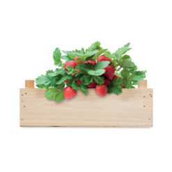 Kweekset aardbeien