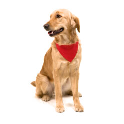 Alternative view of Honden riem – bandana – halsdoek hond – rood