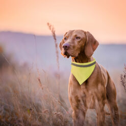 Alternative view of Honden riem reflecterend – bandana – halsdoek hond – geel