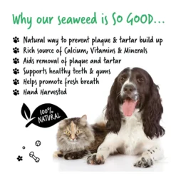 Alternative view of Bugalugs Plaque Remover Tandplakverwijderaar voor Honden & Katten – 70g Pot met Maatschepje