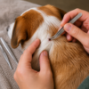Teken verwijder set met opbergzakje - Tekentang - Geschikt voor mensen, honden en katten - RVS - 4-delig - Afbeelding 4