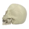Schedel - Halloween - 15 x 20 x 16 cm - Afbeelding 3